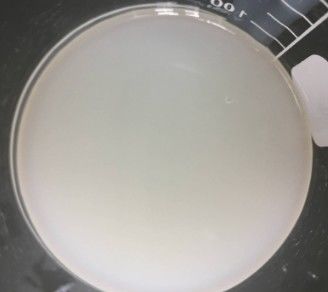 Polyacrylamide en C13-14 isoparaffine en Laureth-7 koude emulgatoren voor crème